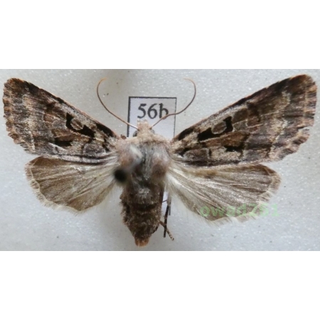 Orthosia gothica (Linnaeus, 1758) Czech56b